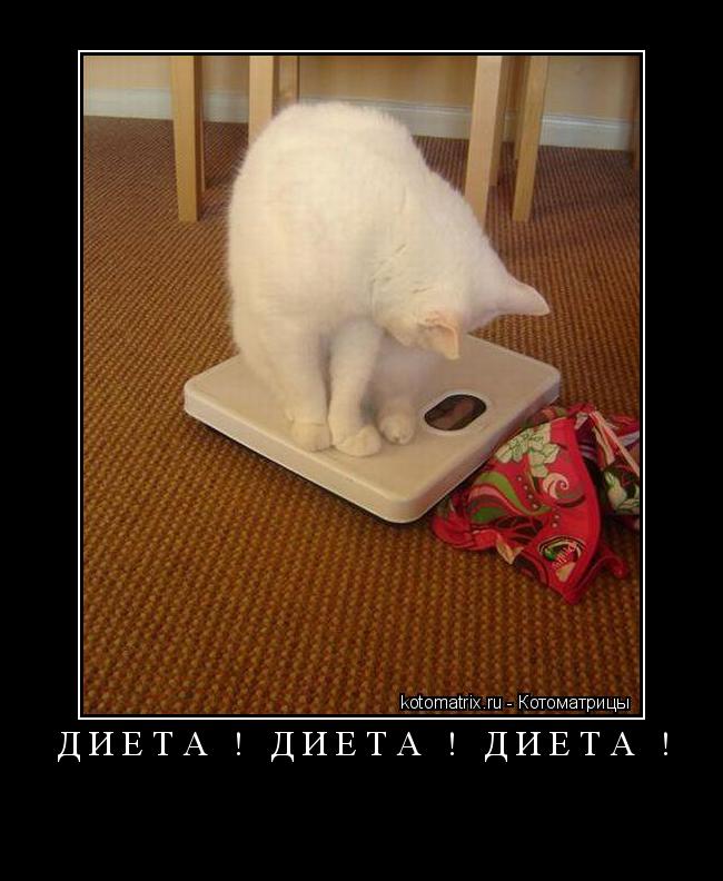 ДИЕТА ! ДИЕТА ! ДИЕТА ! ... Котоматрица: ДИЕТА ! ДИЕТА ! ДИЕТА !