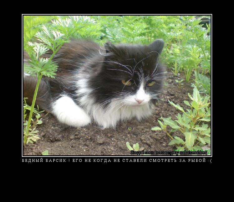 БЕДНЫЙ БАРСИК ! ЕГО НЕ КОГДА НЕ СТАВЕЛИ СМОТРЕТЬ ЗА РЫБОЙ :( ... Котоматрица: БЕДНЫЙ БАРСИК ! ЕГО НЕ КОГДА НЕ СТАВЕЛИ СМОТРЕТЬ ЗА РЫБОЙ :(