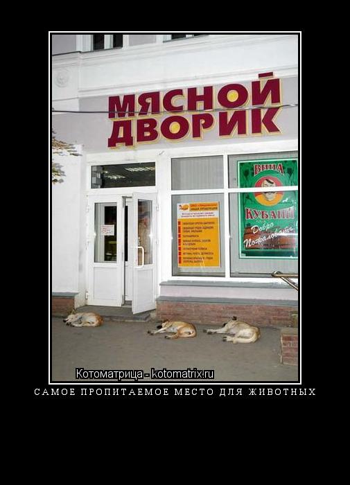 Котоматрица: Самое пропитаемое место для животных 
