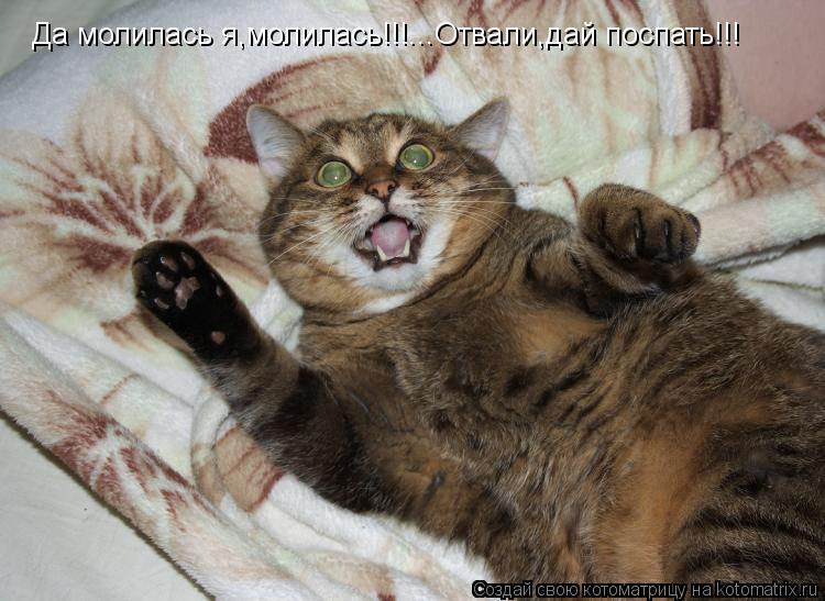 Котоматрица: Да молилась я,молилась!!!...Отвали,дай поспать!!!