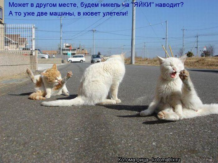 Котоматрица: Может в другом месте, будем никель на "ЯЙКИ" наводит? А то уже две машины, в кювет улетели!