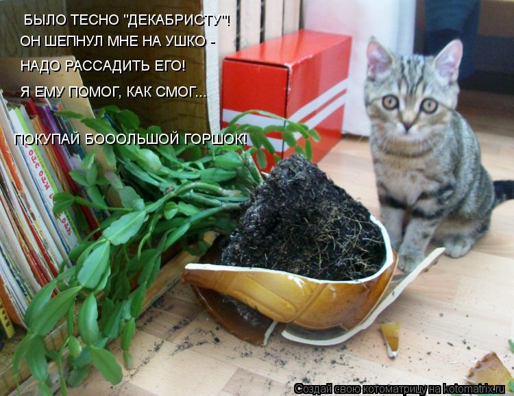 Котоматрица: БЫЛО ТЕСНО "ДЕКАБРИСТУ"! ОН ШЕПНУЛ МНЕ НА УШКО - НАДО РАССАДИТЬ ЕГО! Я ЕМУ ПОМОГ, КАК СМОГ... ПОКУПАЙ БОООЛЬШОЙ ГОРШОК!