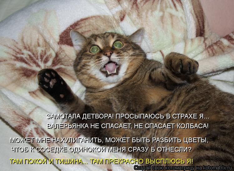 Котоматрица: ЗАМОТАЛА ДЕТВОРА! ПРОСЫПАЮСЬ В СТРАХЕ Я... ВАЛЕРЬЯНКА НЕ СПАСАЕТ, НЕ СПАСАЕТ КОЛБАСА! ЧТОБ К СОСЕДКЕ ОДИНОКОЙ МЕНЯ СРАЗУ Б ОТНЕСЛИ? МОЖЕТ МНЕ 