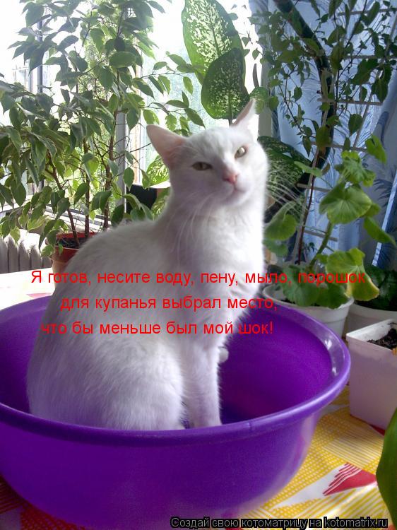 Котоматрица: Я готов, несите воду, пену, мыло, порошок для купанья выбрал место, что бы меньше был мой шок!