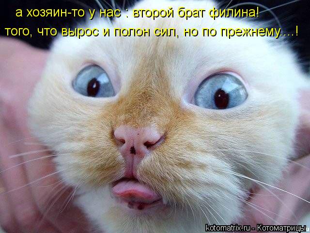 Котоматрица: а хозяин-то у нас : второй брат филина! того, что вырос и полон сил, но по прежнему....!