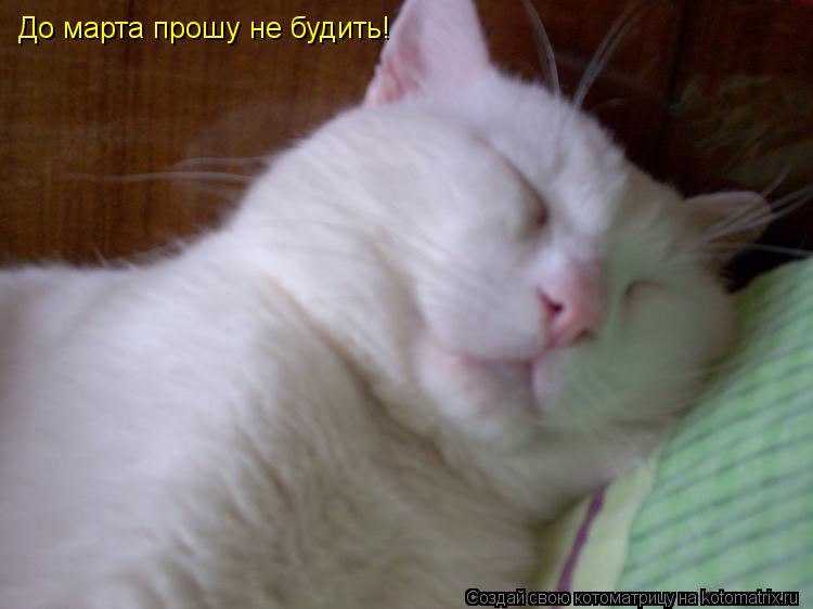 Котоматрица: До марта прошу не будить!