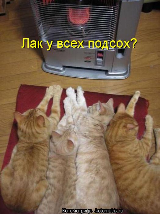 Лак у всех подсох?... Котоматрица: Лак у всех подсох?