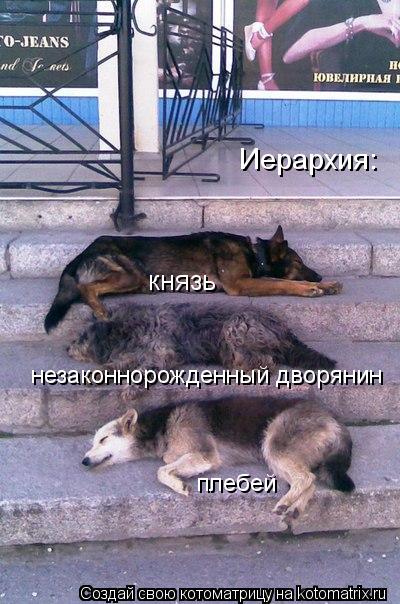 Котоматрица: князь плебей Иерархия: незаконнорожденный дворянин
