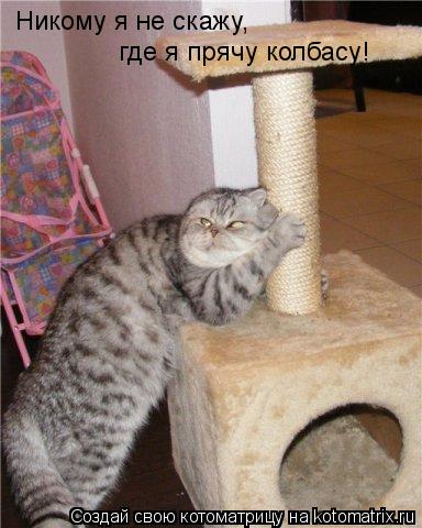 Котоматрица: где я прячу колбасу! Никому я не скажу,