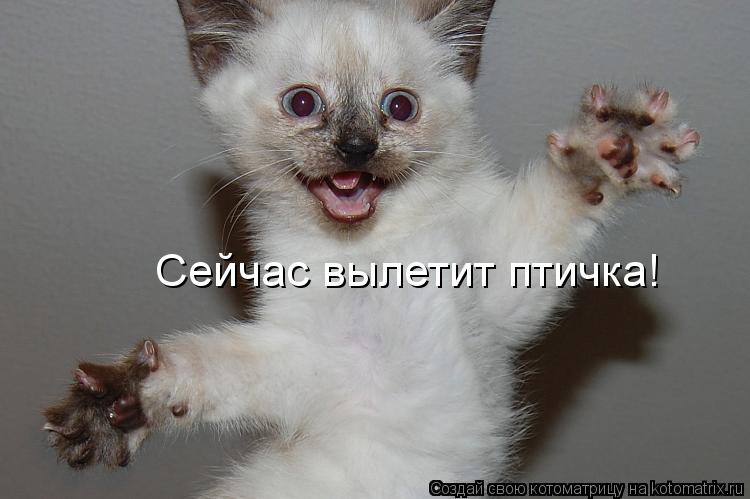 Сейчас вылетит птичка!... Котоматрица: Сейчас вылетит птичка!