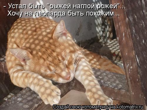 - Устал быть "рыжей наглой рожей"... Хочу на леопарда быть похожим...... Котоматрица: - Устал быть "рыжей наглой рожей"... Хочу на леопарда быть похожим...