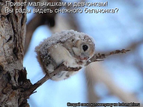 - Привет мальчишкам и девчонкам! Вы рады видеть снежного бельчонка?... Котоматрица: - Привет мальчишкам и девчонкам! Вы рады видеть снежного бельчонка?