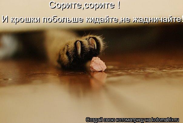 Сорите,сорите ! И крошки побольше кидайте,не жадничайте!... Котоматрица: Сорите,сорите ! И крошки побольше кидайте,не жадничайте!