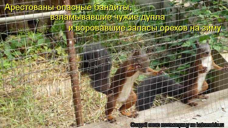 Арестованы опасные бандиты, взламывавшие чужие дупла и воровавшие запасы орехов на зиму... Котоматрица: Арестованы опасные бандиты, взламывавшие чужие дупла и воровавшие запасы орехов на зиму