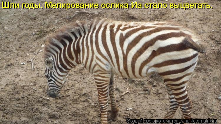 Шли годы. Мелирование ослика Иа стало выцветать.... Котоматрица: Шли годы. Мелирование ослика Иа стало выцветать.