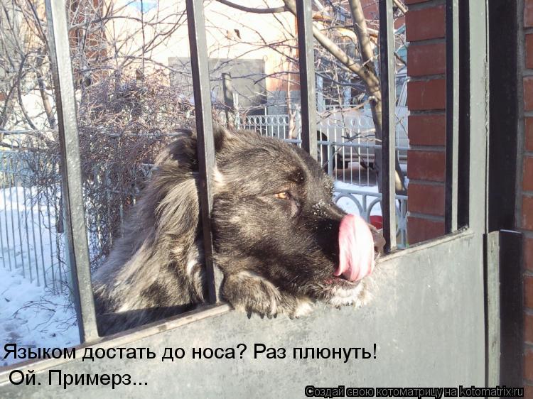 Языком достать до носа? Раз плюнуть! Ой. Примерз...... Котоматрица: Языком достать до носа? Раз плюнуть! Ой. Примерз...