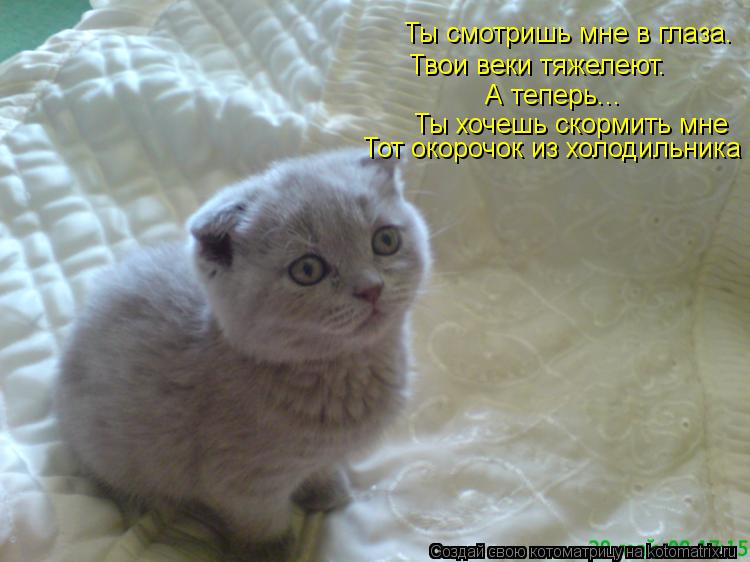 Ты смотришь мне в глаза. Твои веки тяжелеют. А теперь... Ты хочешь скормить мне Тот окорочок из холо... Котоматрица: Ты смотришь мне в глаза. Твои веки тяжелеют. А теперь... Ты хочешь скормить мне Тот окорочок из холодильника