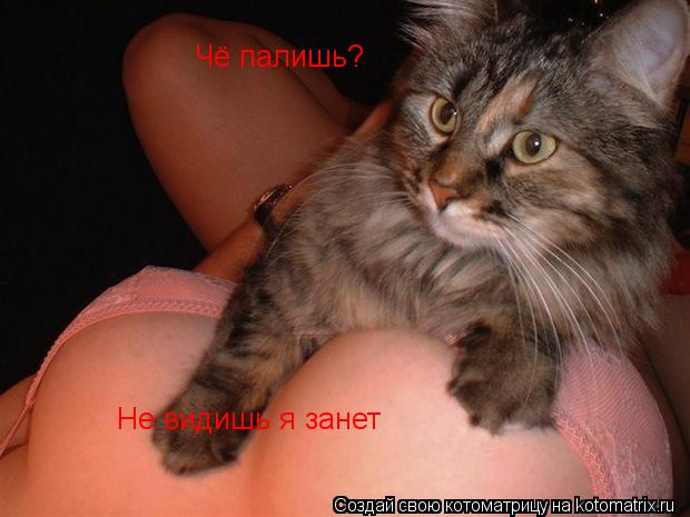 Чё палишь? Не видишь я занет... Котоматрица: Чё палишь? Не видишь я занет