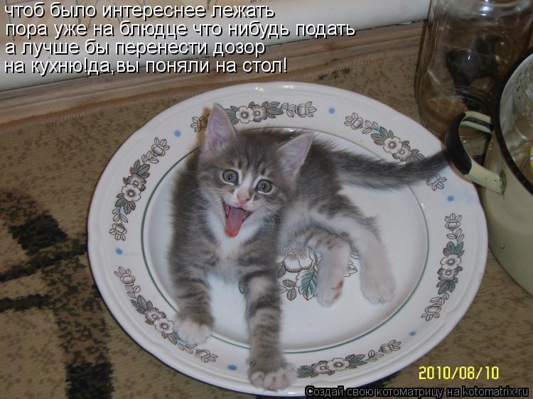 чтоб было интереснее лежать пора уже на блюдце что нибудь подать а лучше бы перенести дозор на кухню!... Котоматрица: чтоб было интереснее лежать пора уже на блюдце что нибудь подать а лучше бы перенести дозор на кухню!да,вы поняли на стол!