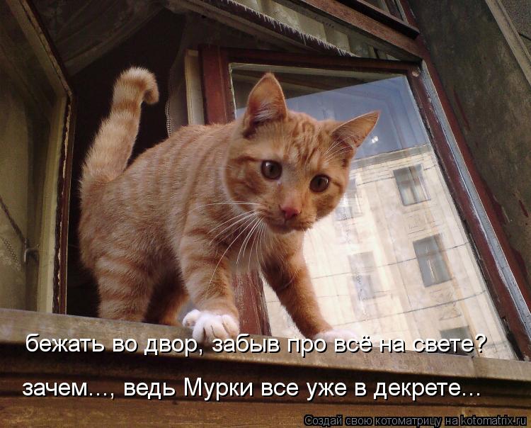 Котоматрица: бежать во двор, забыв про всё на свете? зачем..., ведь Мурки все уже в декрете...