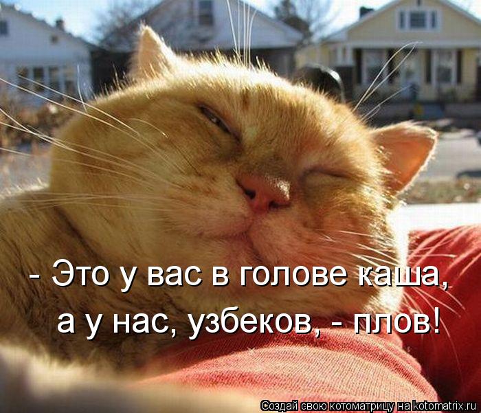 Котоматрица: - Это у вас в голове каша, а у нас, узбеков, - плов!