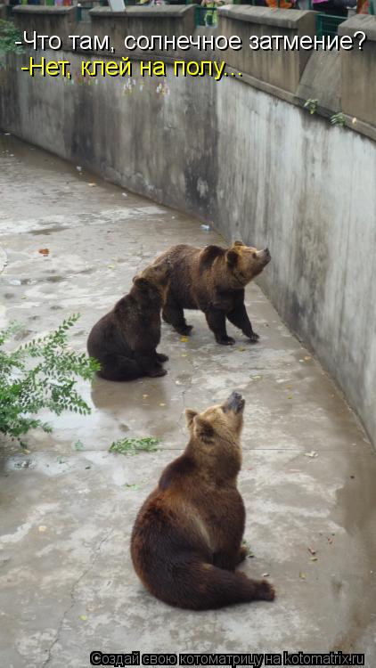 -Что там, солнечное затмение? -Нет, клей на полу...... Котоматрица: -Что там, солнечное затмение? -Нет, клей на полу...