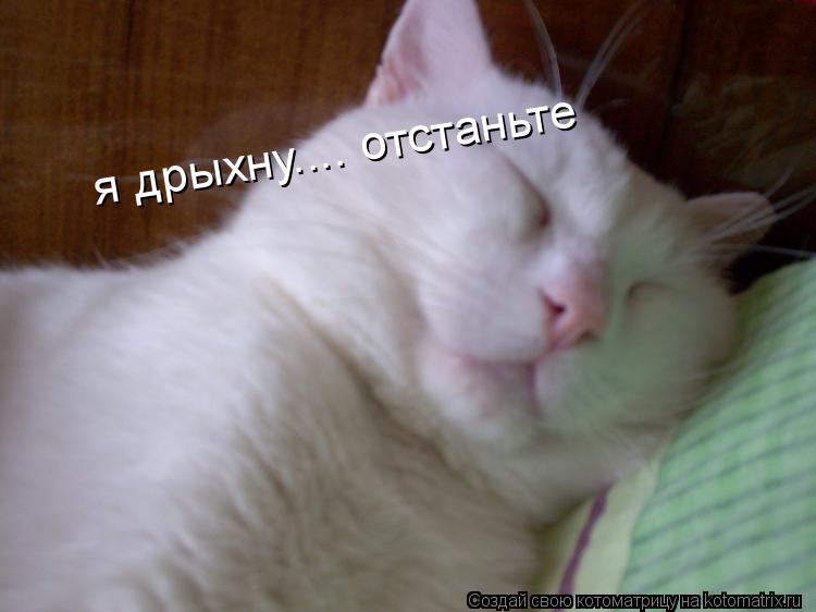я дрыхну.... отстаньте... Котоматрица: я дрыхну.... отстаньте