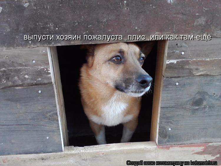 выпусти хозяин пожалуста ,плис ,или как там ещё... Котоматрица: выпусти хозяин пожалуста ,плис ,или как там ещё