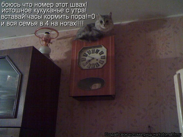боюсь что номер этот швах! истошное кукуканье с утра! вставай!часы кормить пора!=0 и вся семья в 4 на... Котоматрица: боюсь что номер этот швах! истошное кукуканье с утра! вставай!часы кормить пора!=0 и вся семья в 4 на ногах!!!!