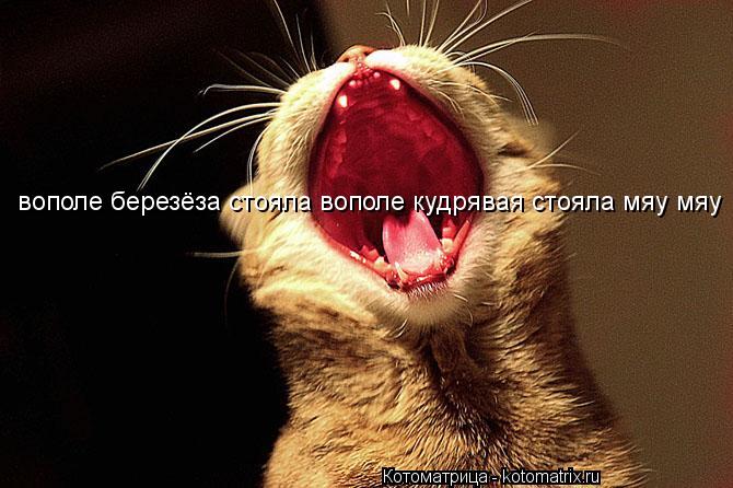 вополе березёза стояла вополе кудрявая стояла мяу мяу... Котоматрица: вополе березёза стояла вополе кудрявая стояла мяу мяу