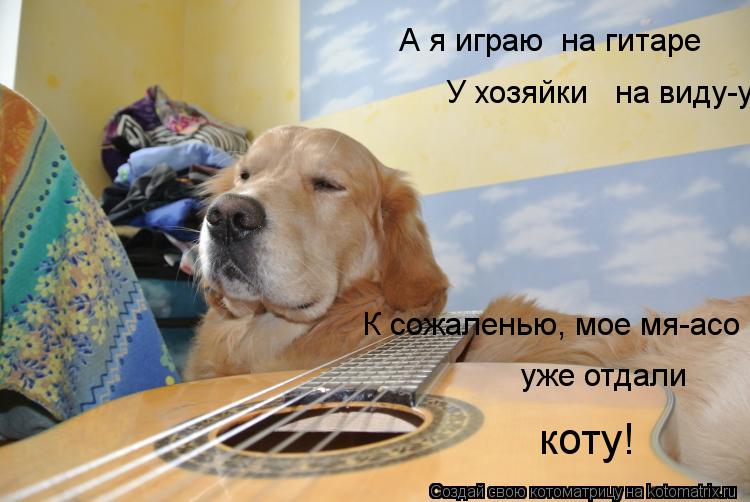 А я играю на гитаре У хозяйки на виду-у! К сожаленью, мое мя-асо уже отдали коту!... Котоматрица: А я играю на гитаре У хозяйки на виду-у! К сожаленью, мое мя-асо уже отдали коту!