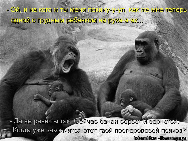 - Ой, и на кого ж ты меня покину-у-ул, как же мне теперь одной,с грудным ребенком на рука-а-ах... - Д... Котоматрица: - Ой, и на кого ж ты меня покину-у-ул, как же мне теперь одной,с грудным ребенком на рука-а-ах... - Да не реви ты так. Сейчас банан сорвет и вернетс
