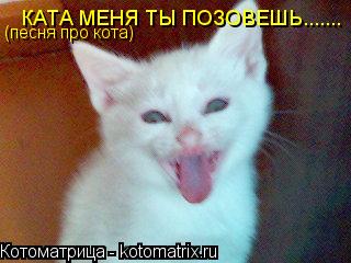 КАТА МЕНЯ ТЫ ПОЗОВЕШЬ....... (песня про кота)... Котоматрица: КАТА МЕНЯ ТЫ ПОЗОВЕШЬ....... (песня про кота)