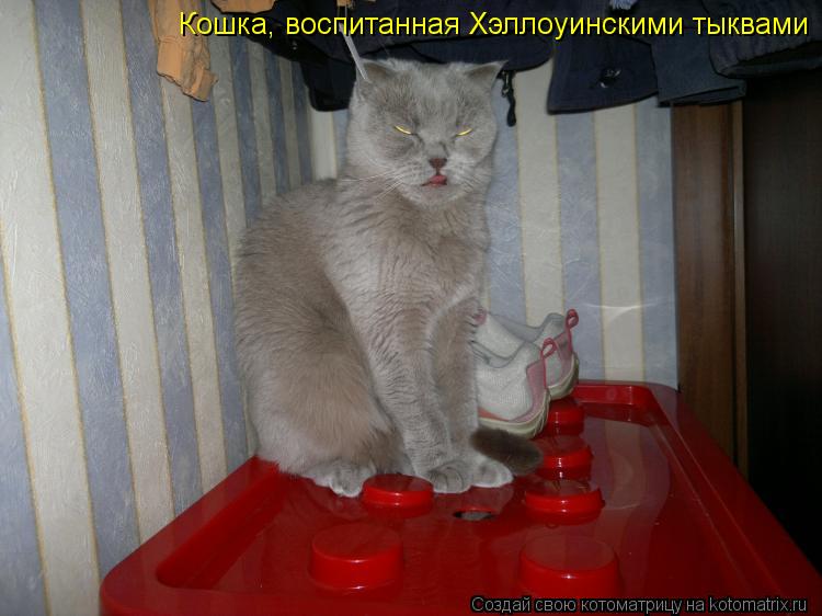 Кошка, воспитанная Хэллоуинскими тыквами... Котоматрица: Кошка, воспитанная Хэллоуинскими тыквами