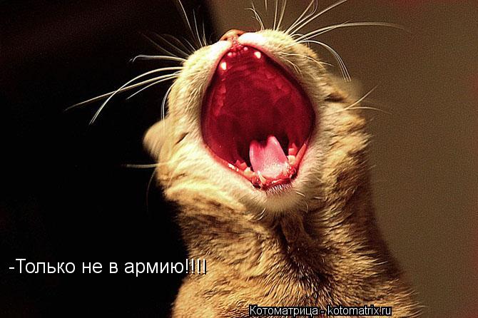 -Только не в армию!!!!... Котоматрица: -Только не в армию!!!!