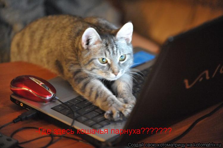 -Где здесь кошачья парнуха???????... Котоматрица: -Где здесь кошачья парнуха???????