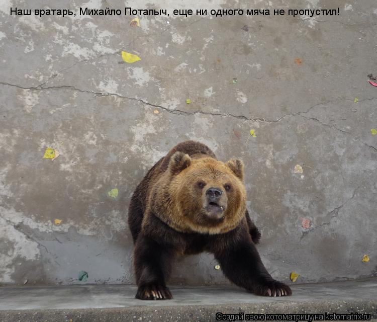 Наш вратарь, Михайло Потапыч, еще ни одного мяча не пропустил!... Котоматрица: Наш вратарь, Михайло Потапыч, еще ни одного мяча не пропустил!