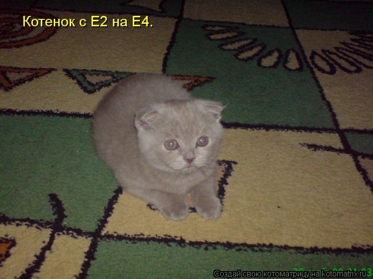 Котенок с Е2 на Е4.... Котоматрица: Котенок с Е2 на Е4.