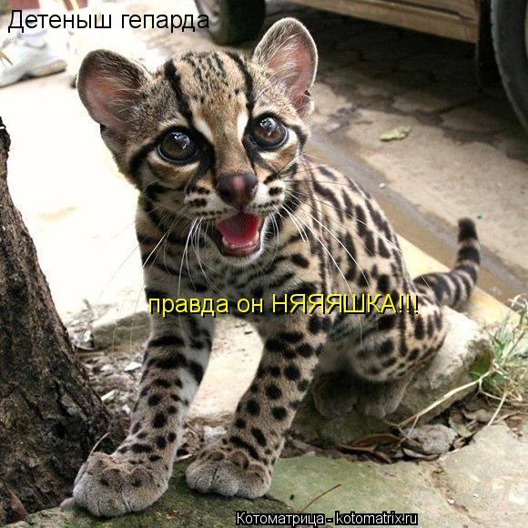 Детеныш гепарда правда он НЯЯЯШКА!!!... Котоматрица: Детеныш гепарда правда он НЯЯЯШКА!!!