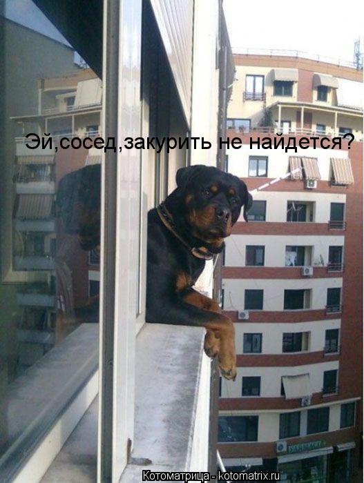 Котоматрица: Эй,сосед,закурить не найдется?