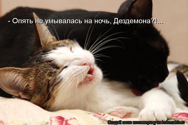 - Опять не умывалась на ночь, Дездемона?!...... Котоматрица: - Опять не умывалась на ночь, Дездемона?!...