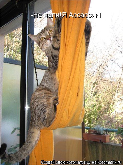 -Не пали!Я Ассассин!... Котоматрица: -Не пали!Я Ассассин!