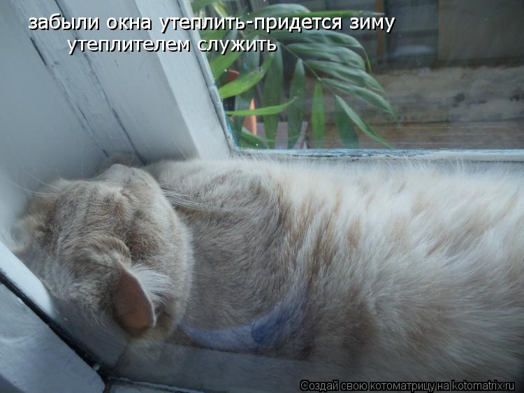 забыли окна утеплить-придется зиму забыли окна утеплить-придется зиму утеплителем служить... Котоматрица: забыли окна утеплить-придется зиму забыли окна утеплить-придется зиму утеплителем служить