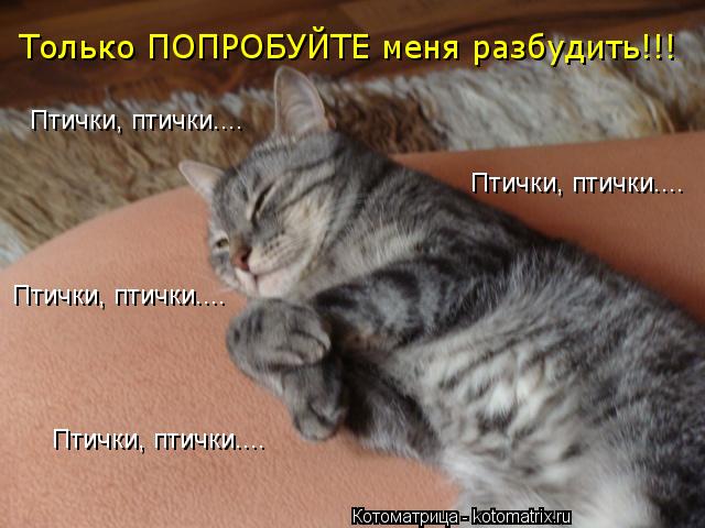 Только ПОПРОБУЙТЕ меня разбудить!!! Птички, птички.... Птички, птички.... Птички, птички.... Птички, ... Котоматрица: Только ПОПРОБУЙТЕ меня разбудить!!! Птички, птички.... Птички, птички.... Птички, птички.... Птички, птички....