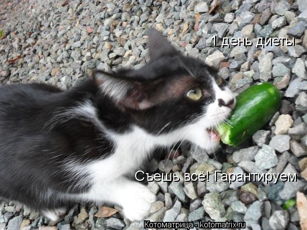 1 день диеты Съешь всё! Гарантируем... Котоматрица: 1 день диеты Съешь всё! Гарантируем