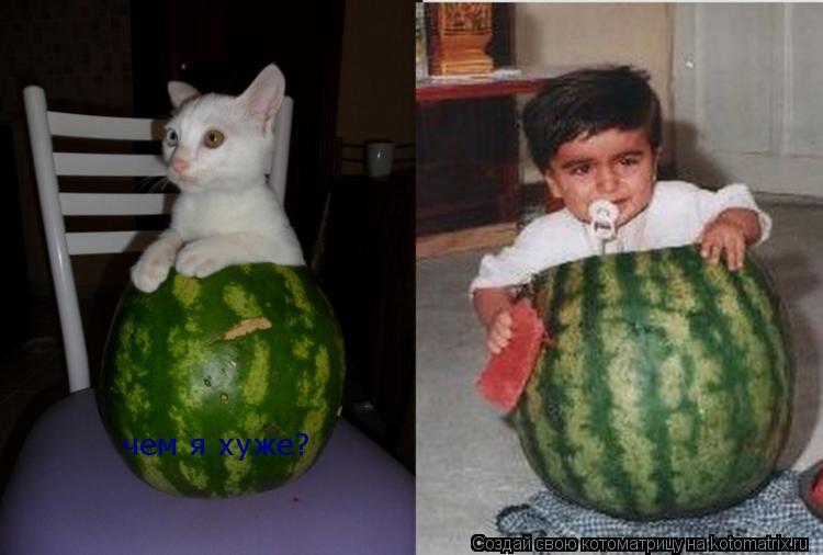 чем я хуже?... Котоматрица: чем я хуже?