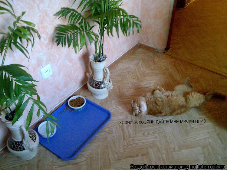 ХОЗЯЙКА ХОЗЯИН ДАЙТЕ МНЕ МИСКИ ПЛИЗ... Котоматрица: ХОЗЯЙКА ХОЗЯИН ДАЙТЕ МНЕ МИСКИ ПЛИЗ