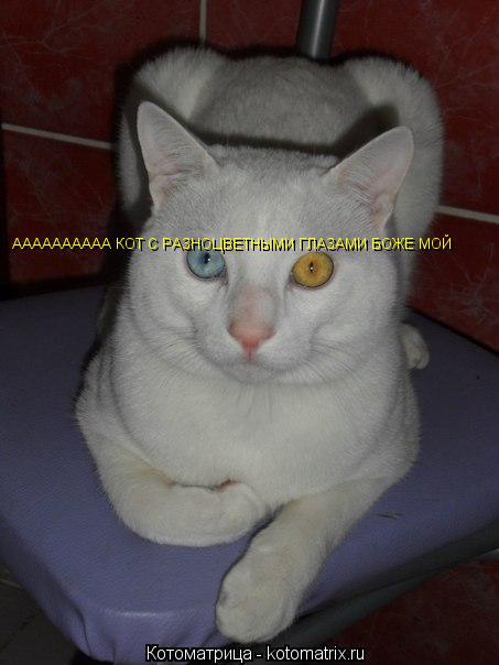 АААААААААА КОТ С РАЗНОЦВЕТНЫМИ ГЛАЗАМИ БОЖЕ МОЙ... Котоматрица: АААААААААА КОТ С РАЗНОЦВЕТНЫМИ ГЛАЗАМИ БОЖЕ МОЙ