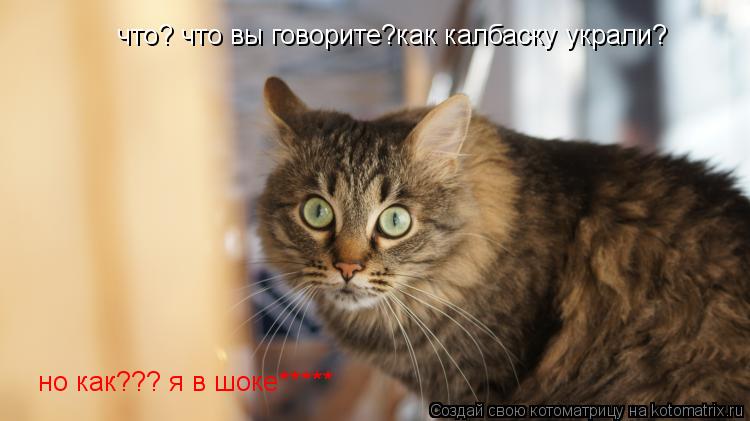 что? что вы говорите?как калбаску украли? но как??? я в шоке*****... Котоматрица: что? что вы говорите?как калбаску украли? но как??? я в шоке*****