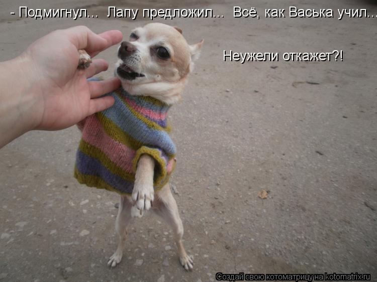 Неужели откажет?! - Подмигнул... Лапу предложил... Всё, как Васька учил...... Котоматрица: Неужели откажет?! - Подмигнул... Лапу предложил... Всё, как Васька учил...